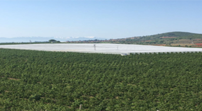 Kirazlar Örtü Altına Girdi