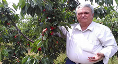 Erik Ve Kiraz İhracatını Yağışlar Vurdu