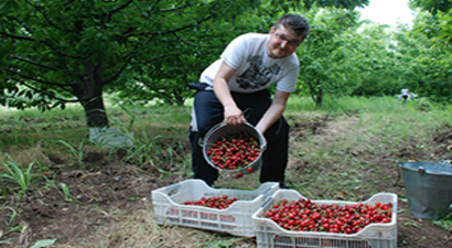 Kiraz, Üreticiyi Sevindirdi
