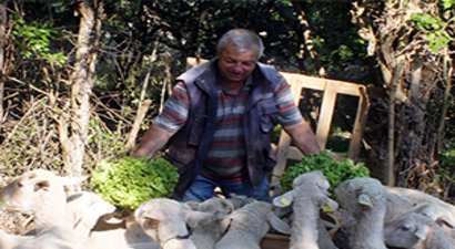 Tarlada Kalan Marul Kuzulara Yem Oldu