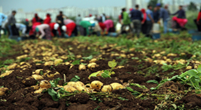 49 Lira İçin 15 Saat Çalışıyorlar