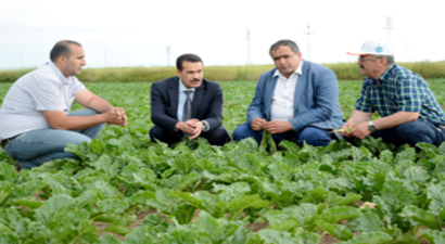 1 Milyon Ton Şeker Pancarı Üretiliyor