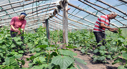 Tesadüfen Fark Edilen Aile, Modern Serada İlk Hasada Başladı