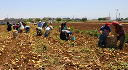 Tarım İşçilerinin Sıcakta Ekmek Mücadelesi
