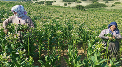 Düşük Tütün Fiyatları Üreticinin Belini Büktü