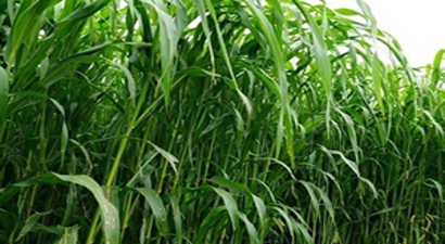Çiftçilere Yem Bitkileri Üretimi Desteği