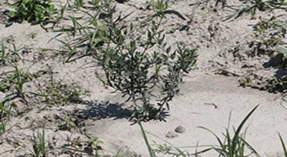 Zeytin Fidanları Boy Verdi Sıra Mahsulde