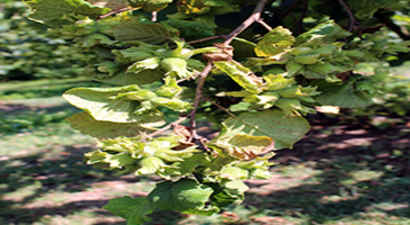 Damla Sulama İle Fındıkta İki Kat Verim