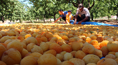 Kayısı Üreticilerin Yüzünü Güldürüyor