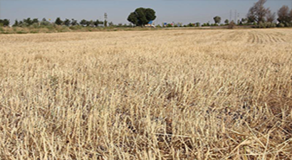 Hububatta 4 Milyar Tarlada Kalıyor