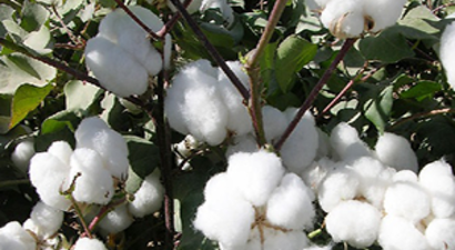 Beyaz Altın`da Üretim Her Geçen Yıl Artıyor