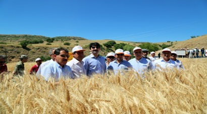 Ayyıldız Buğdayda İlk Hasat