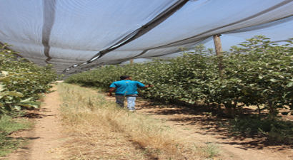 Meyve Bahçesinin Üstünü File ile Kapattı