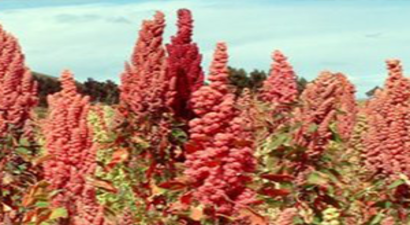 Astronot Yiyeceğini  Artık GAP`ta Yetiştiriyor