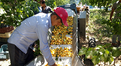Mobil Kayısı Sınıflama ve Kasalama Makinesi Tasarlandı