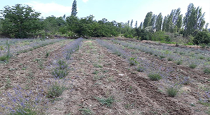 Bu İlçede İlk Kez Ekildi ve Olumlu Sonuç Alındı