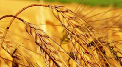 Hububatta Yüzde 75`e Varan Verim Düşüklüğü