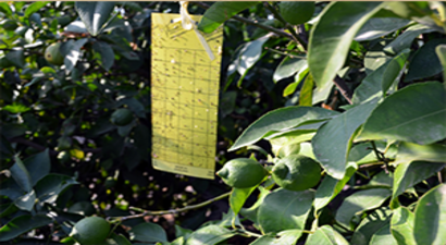 Akdeniz Sineği İle Mücadele