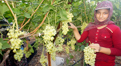 Dünyaca Ünlü Üzümde Hasat Zamanı