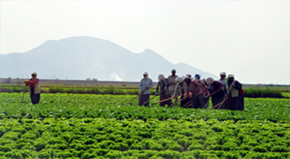Tarım İstihdamı Nisan`da, Mart`a Göre 235 Bin Arttı