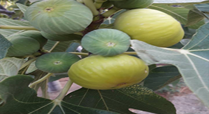 Ödemiş İncir`i Piyasaya Çıkmaya Hazırlanıyor