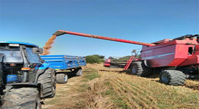 Çiftçinin Yüzünü Güldüren Rekolte Fiyatları