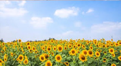 Yağlık Ayçiçeği Üreticileri Bu Yıl  Verimden Memnun