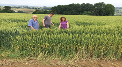 Yem Bitkisi Tohum Desteği İle Verimde Artış