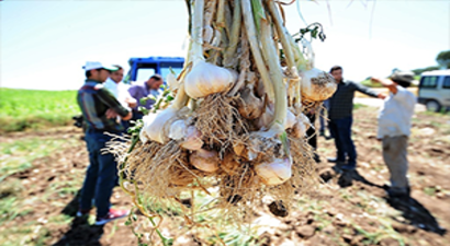 Taşköprü Sarımsağına Rakip