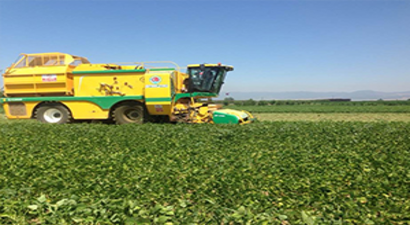 Yenişehir`de Fasulye Hasadı Başladı