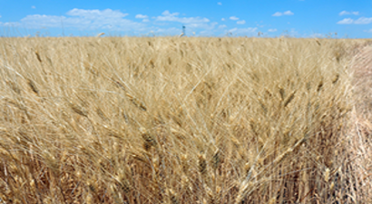 Konya Son 50 Yılın En Bereketli Dönemini Geçiriyor