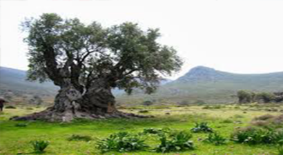 Zeytincilikte Yeni Eser