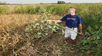 AB`de Glifosat Konusu Gündemde