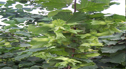 1 Randımanlık Kaybın Değeri 37 Milyon