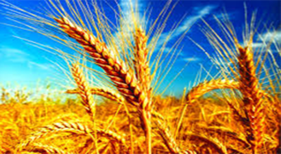 Kaybedilen Buğdayın Değeri 450 Milyon Doları Aşıyor