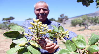 Antep Fıstığı Üretimi Yeniden Canlandı