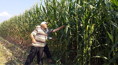 Hayvancılığın Artmasıyla Silajlık Mısır Üretimi Arttı