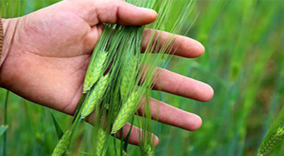 Yağışlarla Birlikte Buğday Rekoltesinde Artış Gözlendi