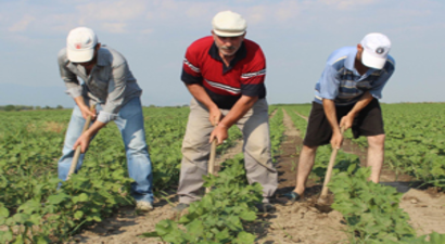 Pamuk Üreticisi, Yüksek Maliyetten Dertli