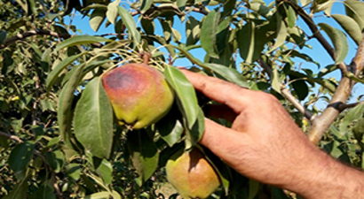 Deveci Armudunu Güneş Vurdu, Çiftçi Erteleme Bekliyor