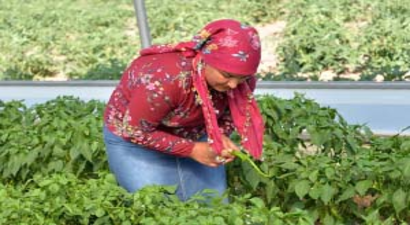 Genç Çiftçi Projesinde İlk Mahsüller Alındı