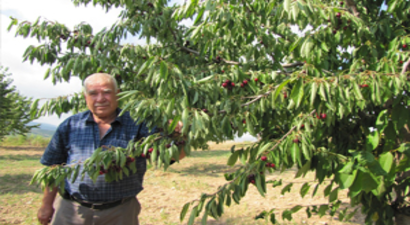 Napolyon Kirazı Kazandırıyor