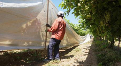 Sarıgöl Ovası`na Beyaz Örtü