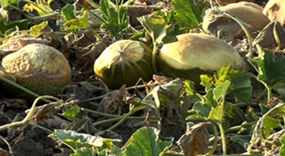 Binlerce Dönüm Sebze Sıcaktan Yandı