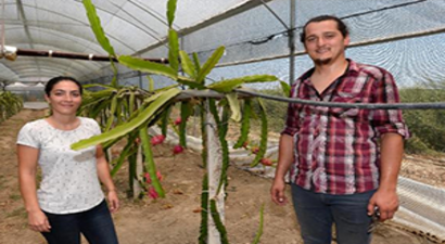 Atanamayan Çiğdem Öğretmen Çiftçi Oldu, Pitahaya Yetiştirdi