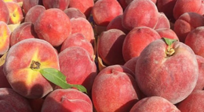Bursa Şeftalisinde Rekolte Arttı Fiyat Düştü