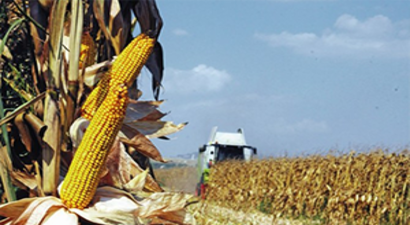 `Buğdayda Fiyat Düştü, Mısırda da Düşmeden Taban Fiyat Açıklanmalı`