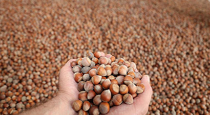 Tarım Bakanı Fakıbaba`dan `Fındık Alımı` Açıklaması