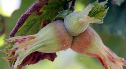 Fındıkta Rekolte Çalışması Yeniden Yapılmalı