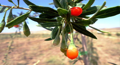 Mutluluk Meyvesi Goji Berry Van`da Üretildi